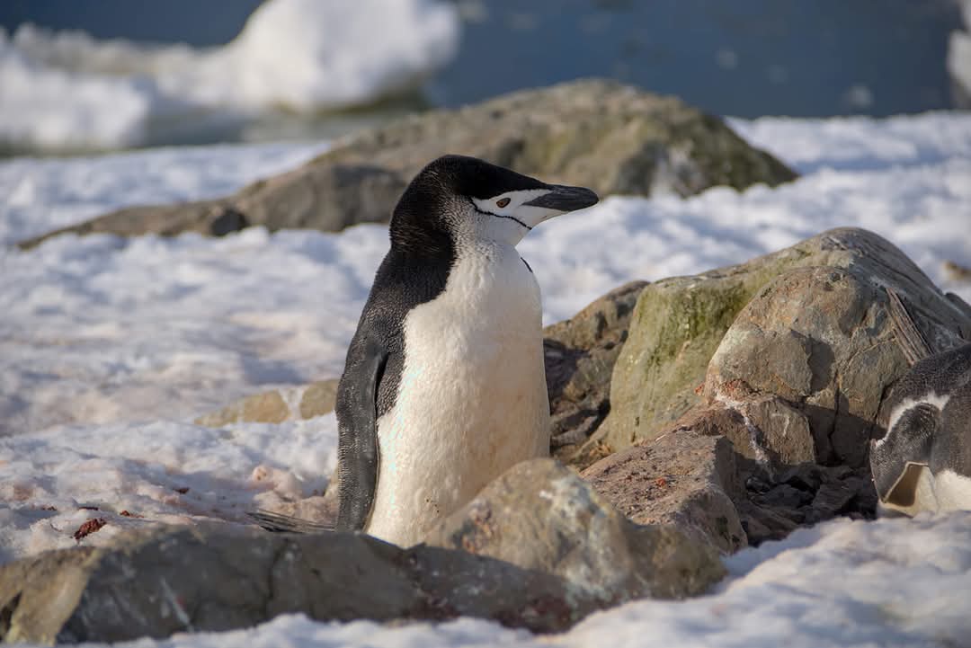 Живуть на льодовику і вигрівають яйця на лапах: 5 найпоширеніших міфів про пінгвінів