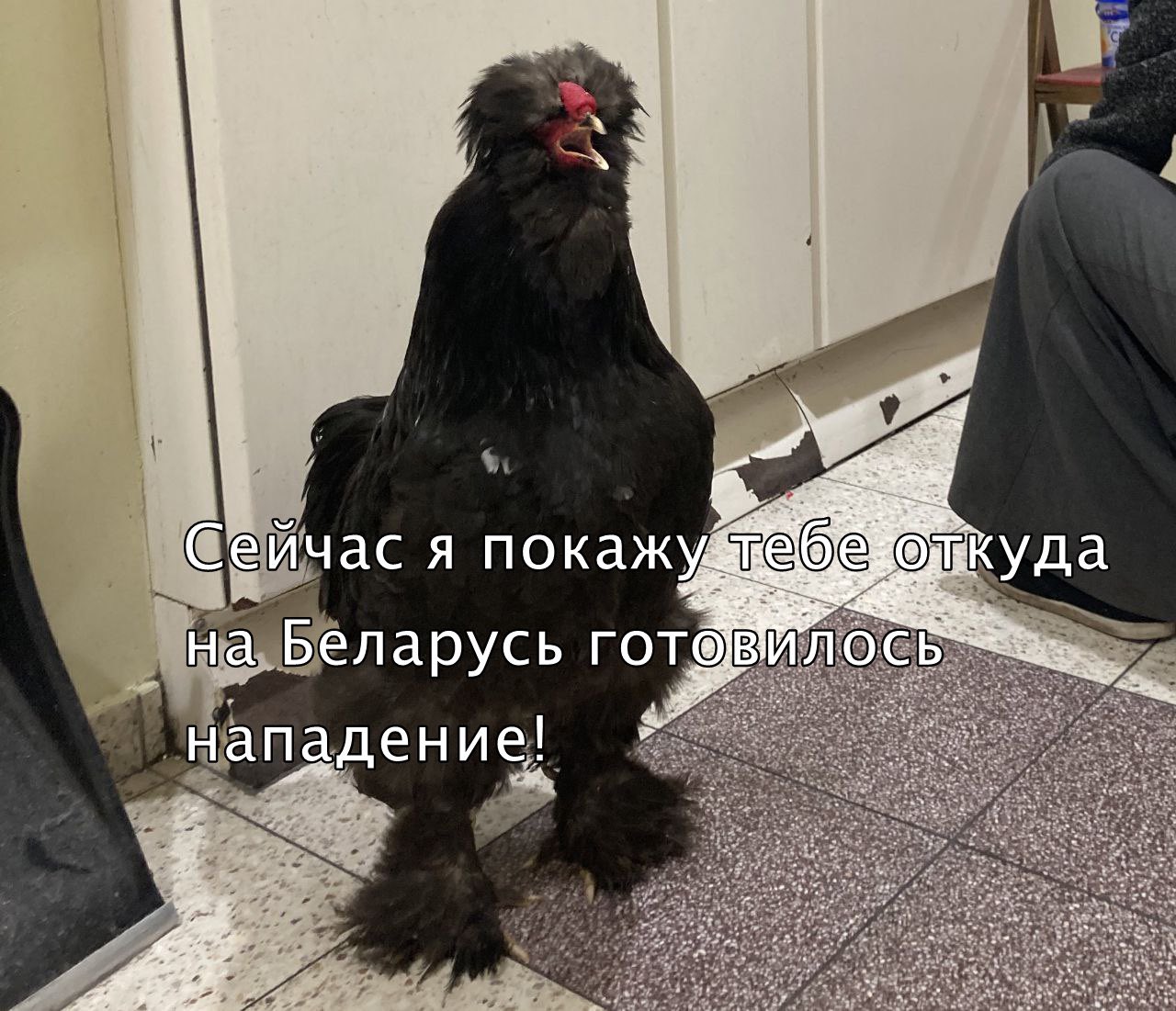 Как же я Тошу брошу на войне? Жительница Мариуполя вывезла из-под обстрелов самое дорогое