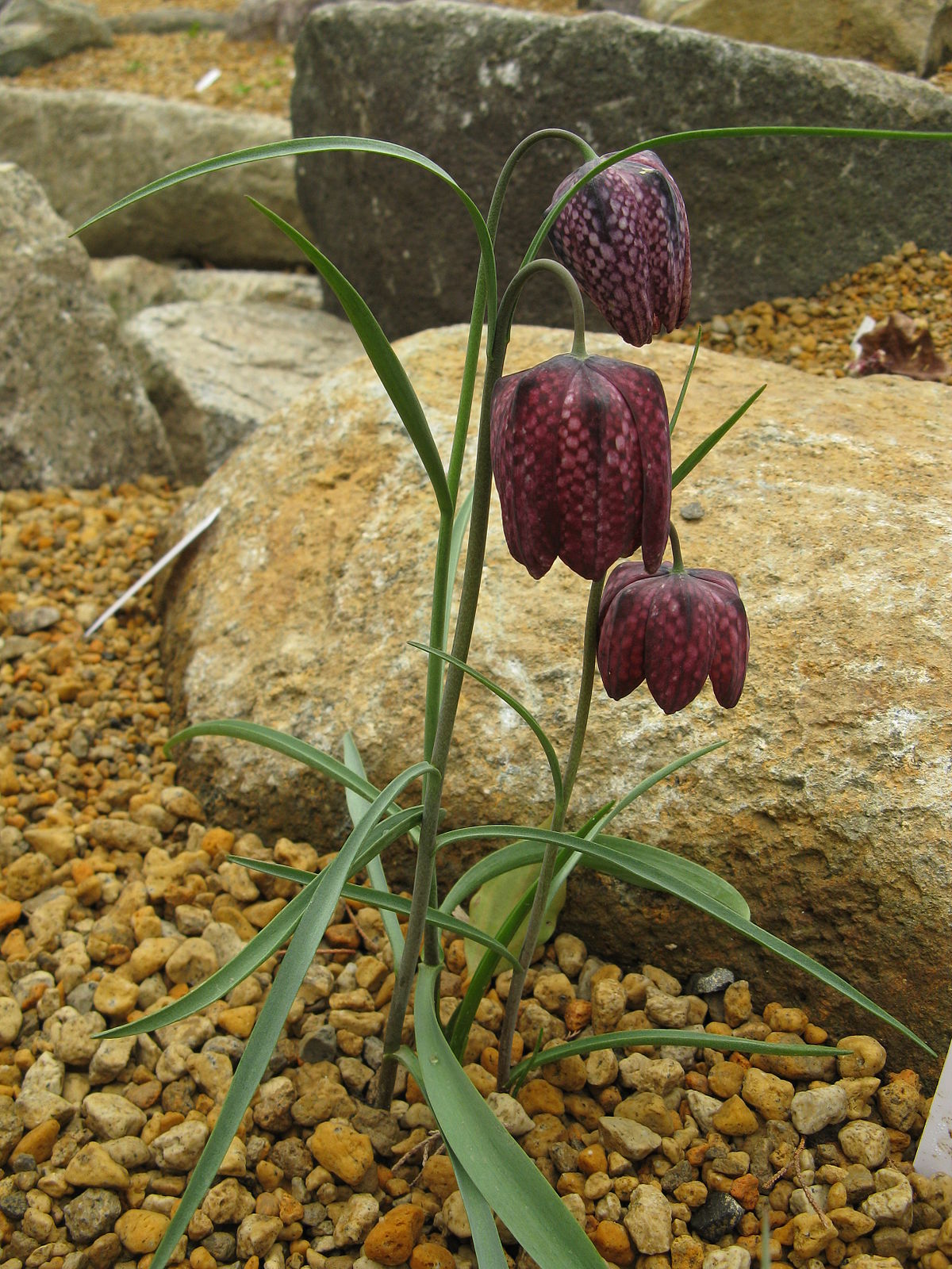 Окупована "Асканія-Нова" 7 разів масштабно горіла. Яка зараз ситуація у заповіднику (фото і відео)