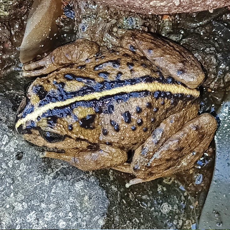 Дослідники знайшли унікальну жабу, яка понад 130 років вважалась вимерлою