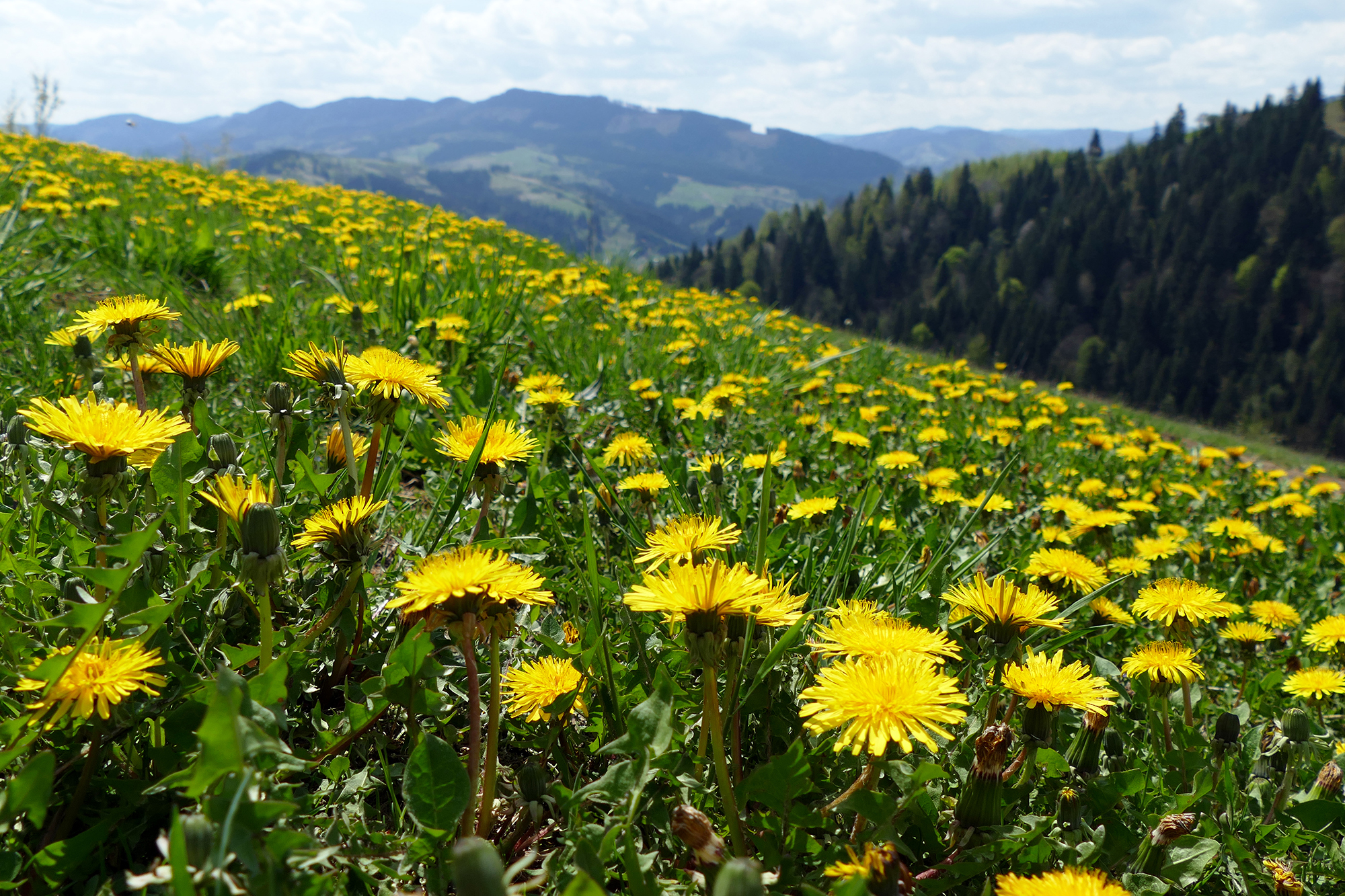 Доступні ціни та природа. Чому варто вирушити у Карпати відпочити у травні