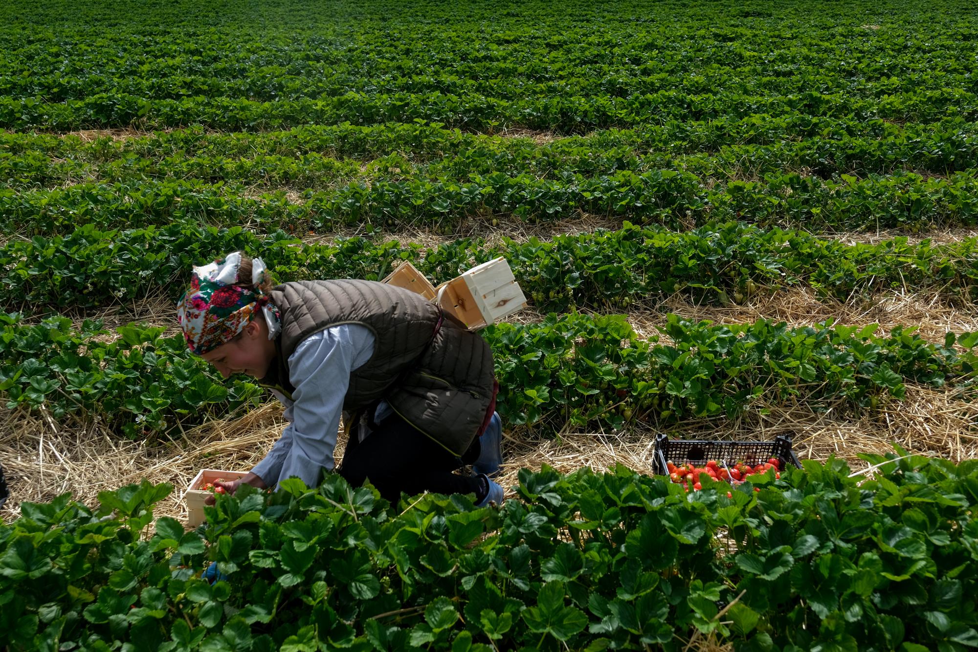 "Хорошо, что украинцы останутся". Как поляки относятся к нашим беженцам