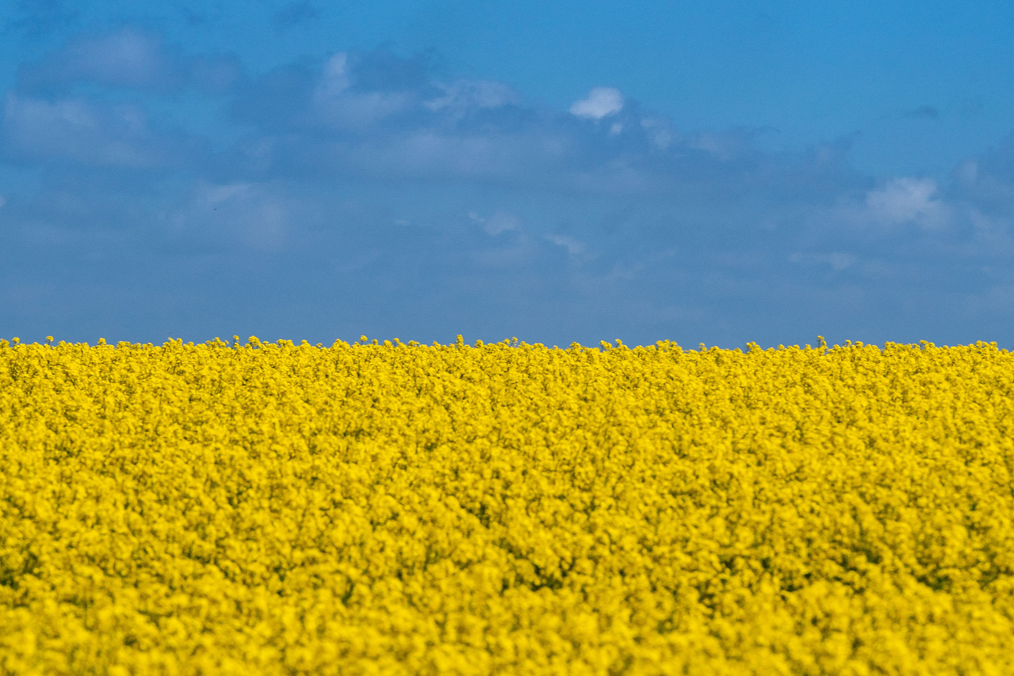 Сине-желтый или желто-синий? Что значат цвета флага Украины