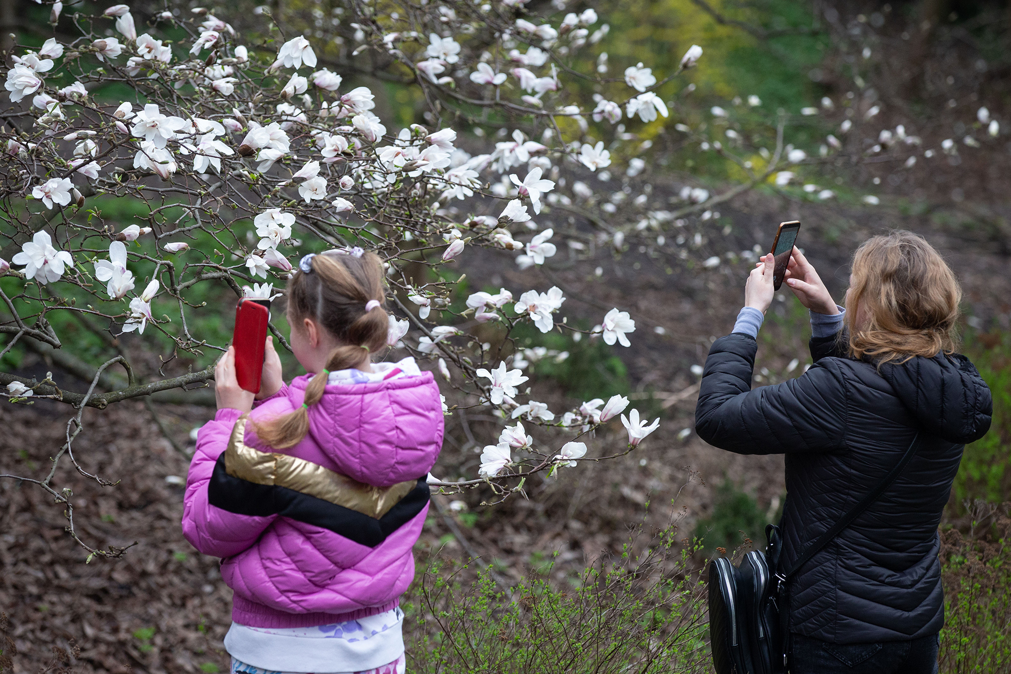 Весняний настрій. Куди поїхати милуватися квітами в Україні на вікенд