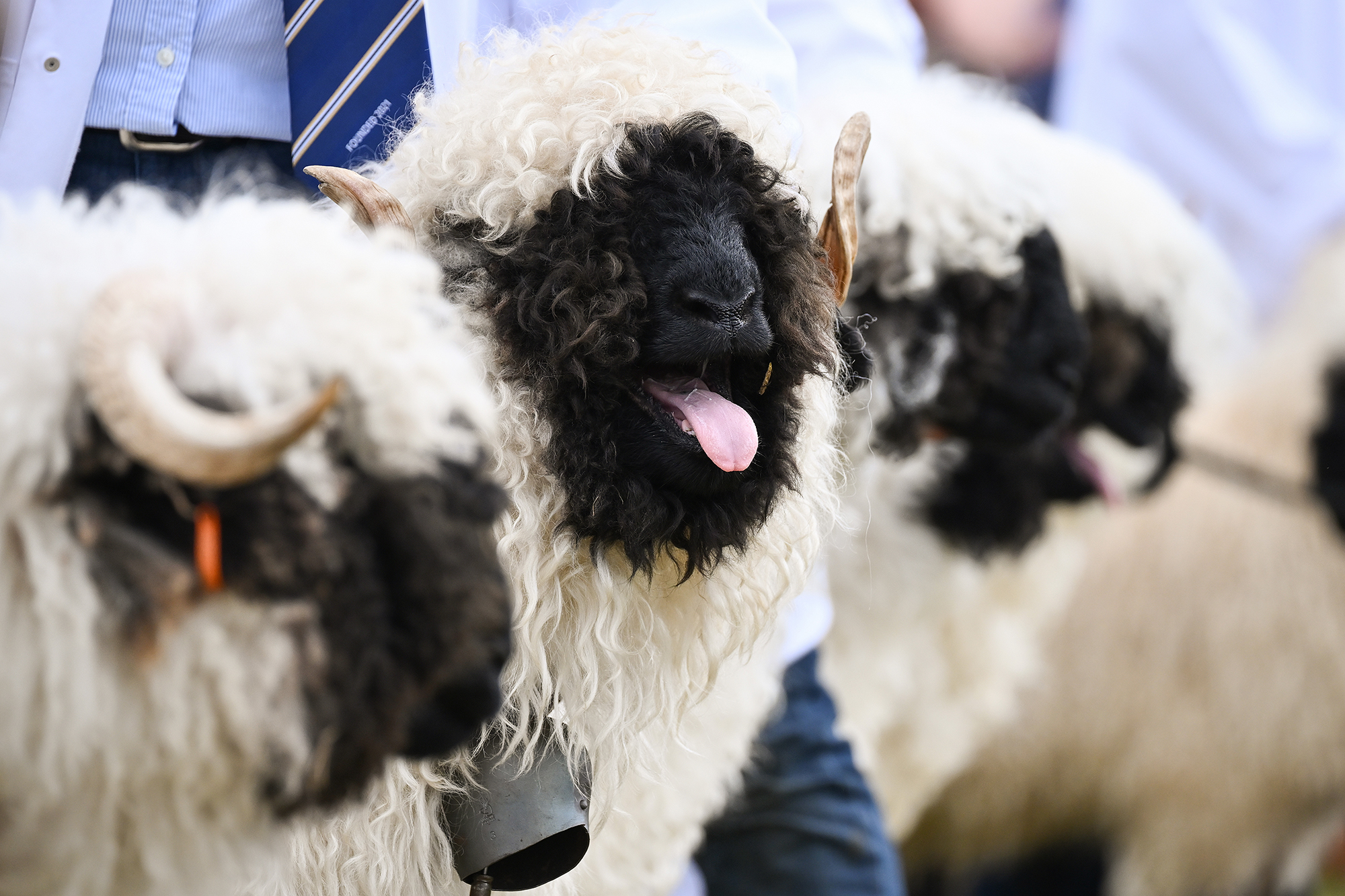 Білосніжна шерсть і чорна мордочка: хто такі чорноносі вале і чому їх усі хочуть