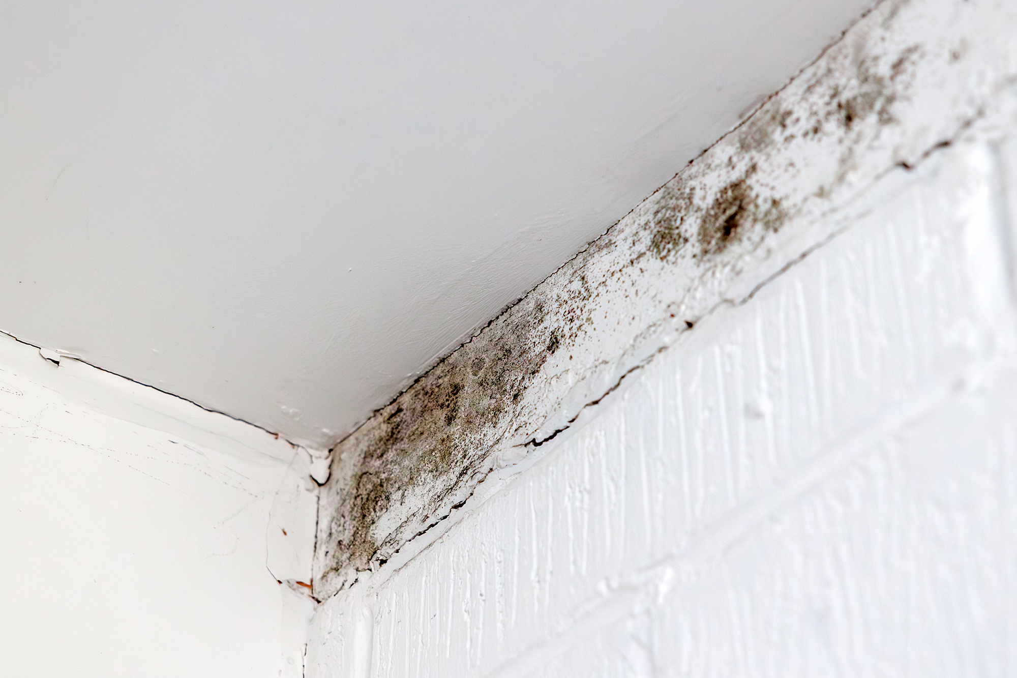 Відключення світла й тепла: чому чорна пліснява стає головною загрозою дому