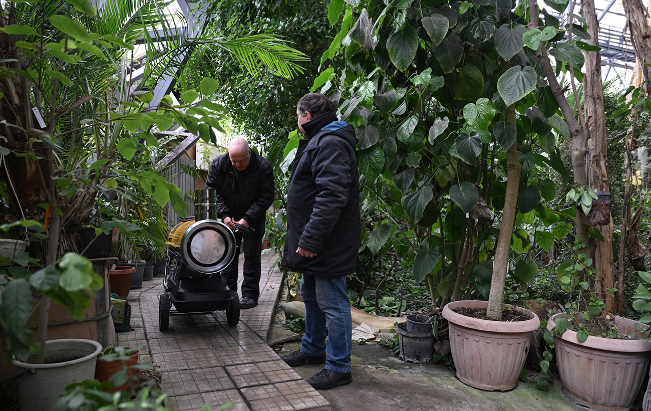 Чи цвістиме бузок та азалії? У Ботсаду Гришка розповіли про наслідки критичної зими