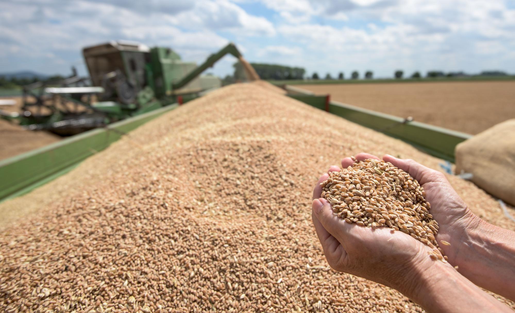 У дев'яти областях України запустили виплати для фермерів: що потрібно знати