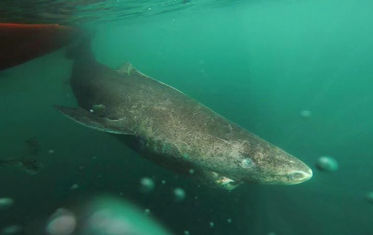 5 животных-долгожителей: они могут встретить новый век