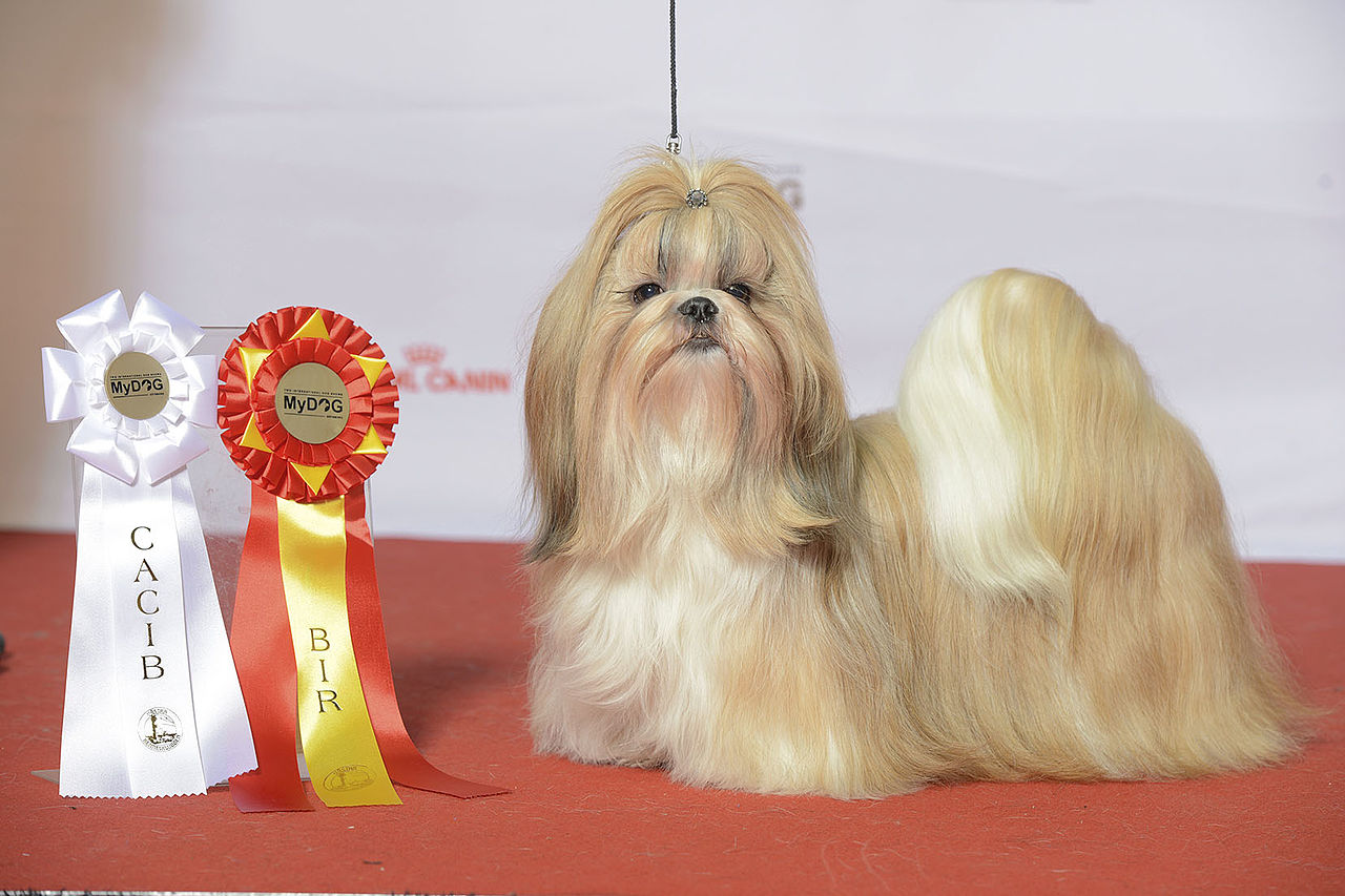 Ці 14 порід собак є найдавнішими у світі. Як виглядають близькі родичі вовків