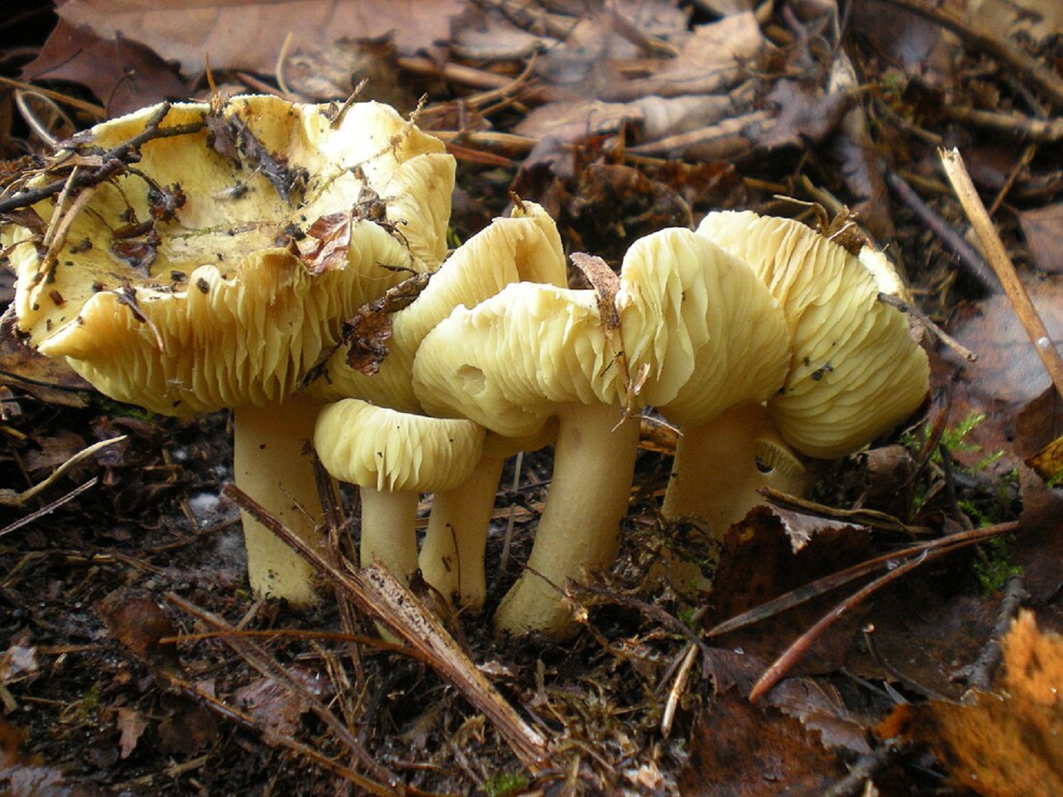 Знайшов один та зібрав відро: які гриби завжди ростуть великими групами 