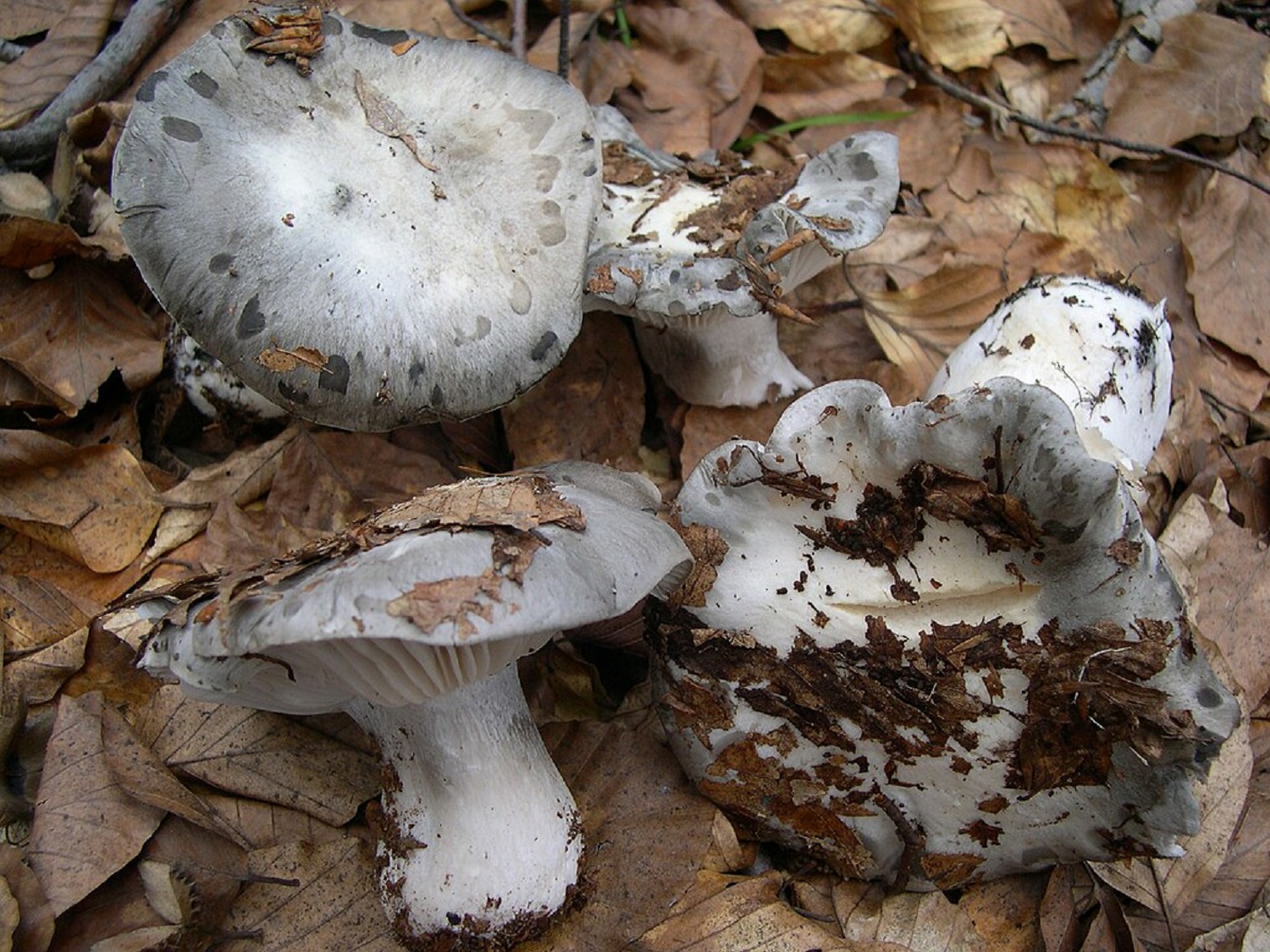 Три незвичайні весняні гриби, які дуже легко впізнати та знайти