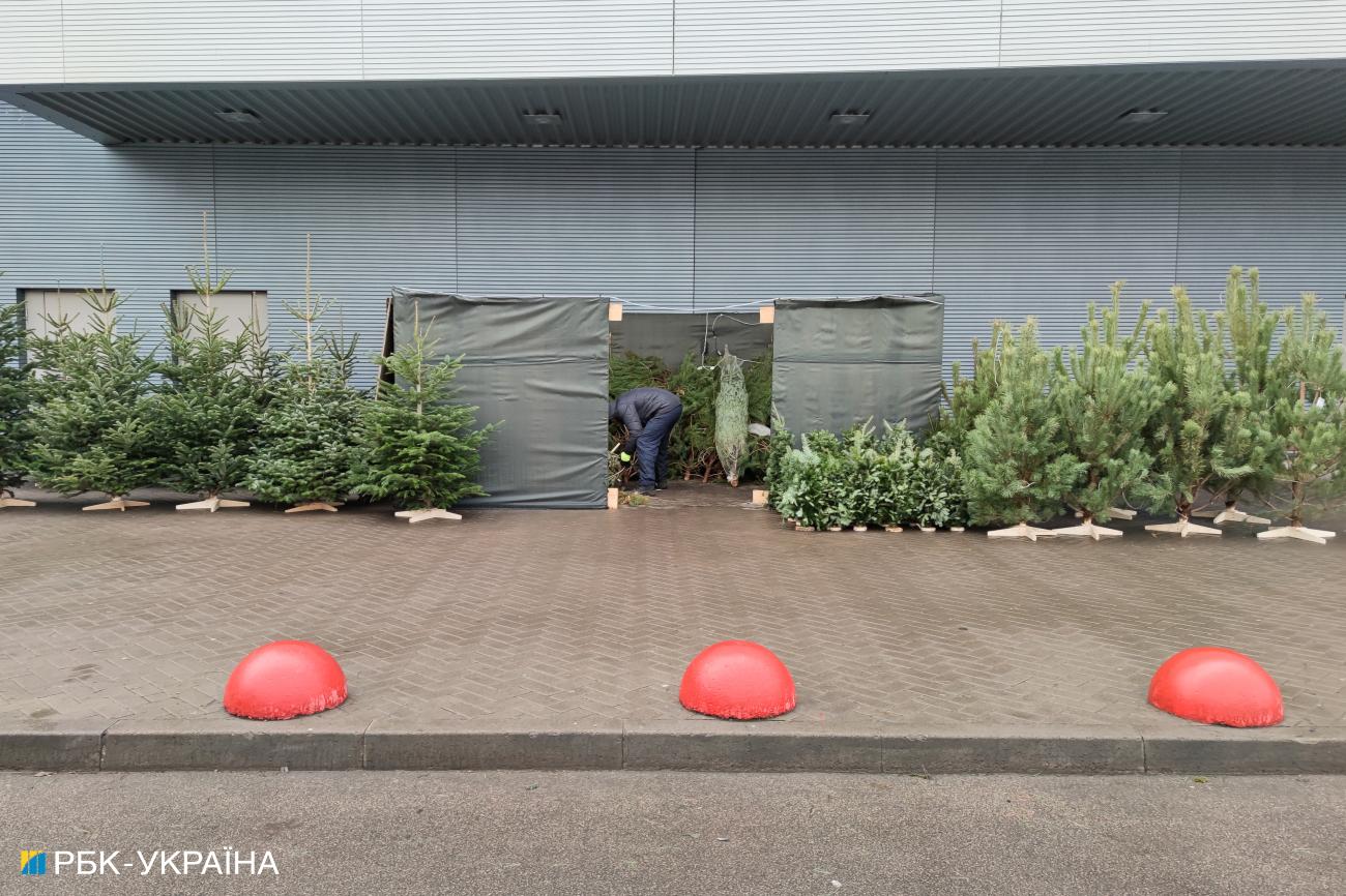 Дешевле 100 гривен. Какие цены на новогодние елки в Украине и где купить легально