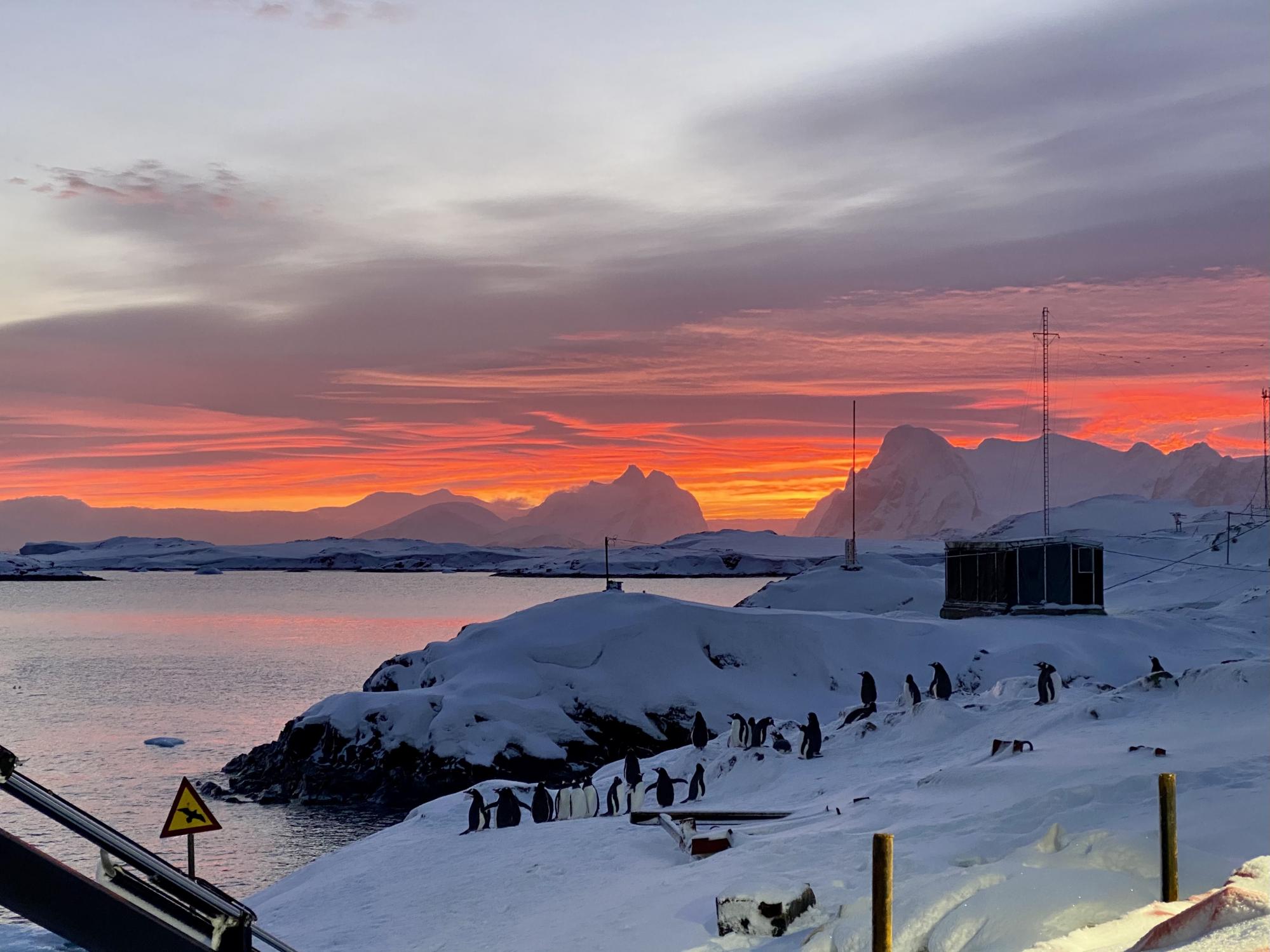 Полярні ведмеді і база Гітлера. Полярник розвіяв міфи про Антарктиду і сказав, чи перевертає пінгвінів