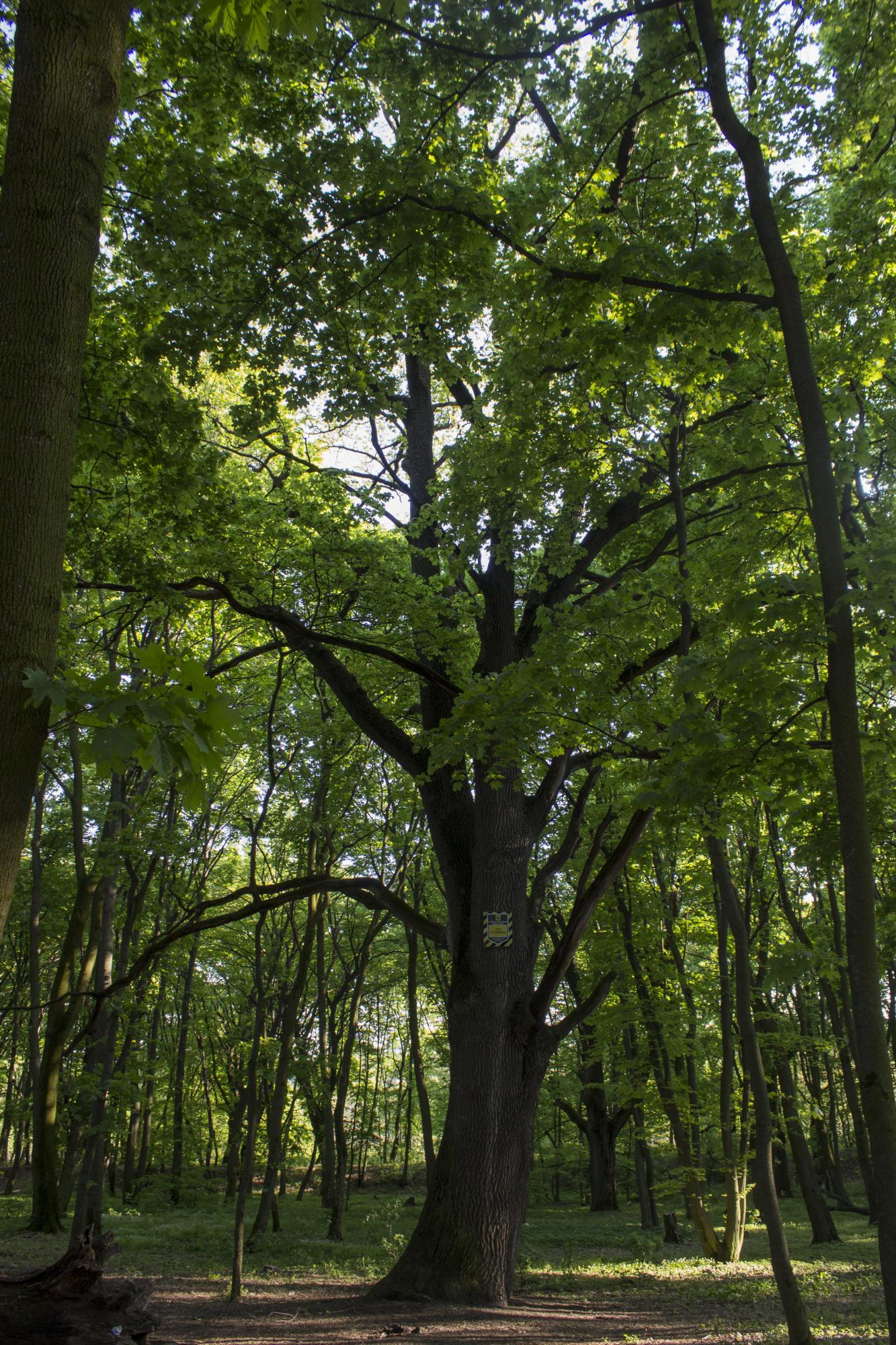 Почему нельзя строить военное кладбище на Лысой горе: объяснение экспертов
