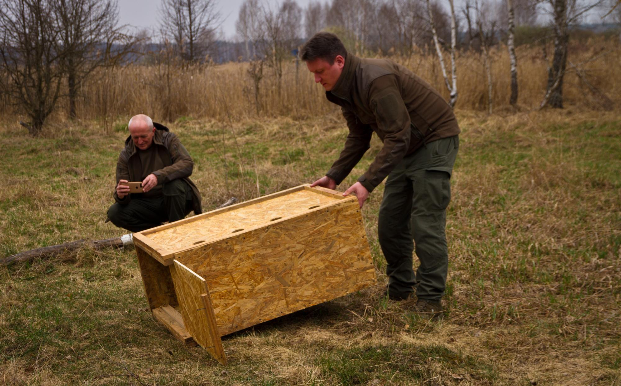 Чи водяться мутанти у Чорнобилі та хто живе у рудому лісі: бліц про тварин зони відчуження