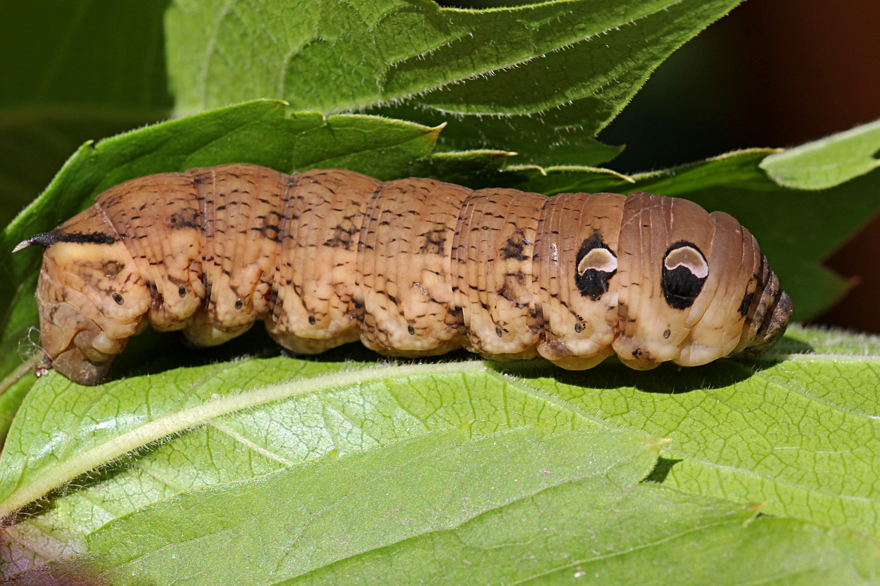 Украинцев напугала "гусеница, скрещенная с ужом": видео необычного создания