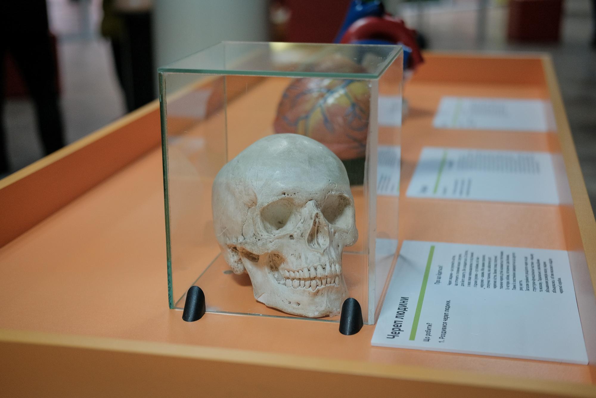 "Нельзя не касаться": как выглядит Музей науки в Черновцах (фото)