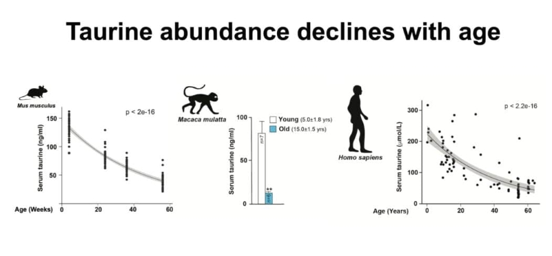 Ця амінокислота уповільнює старіння клітин: вона є в рибі, м'ясі та молоці
