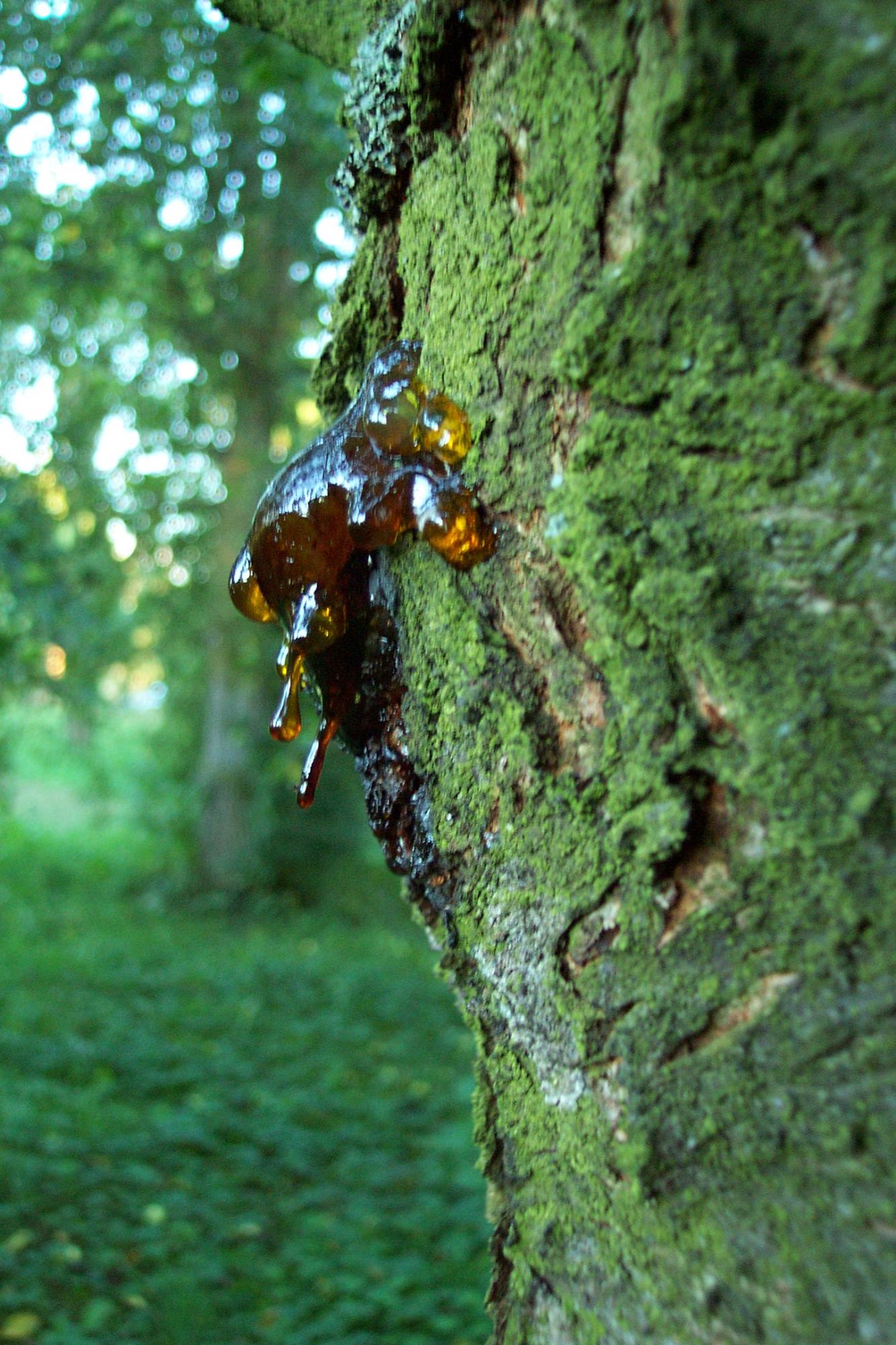 Дерево раптово сочиться восени: коли це норма, а коли - ознака хвороби
