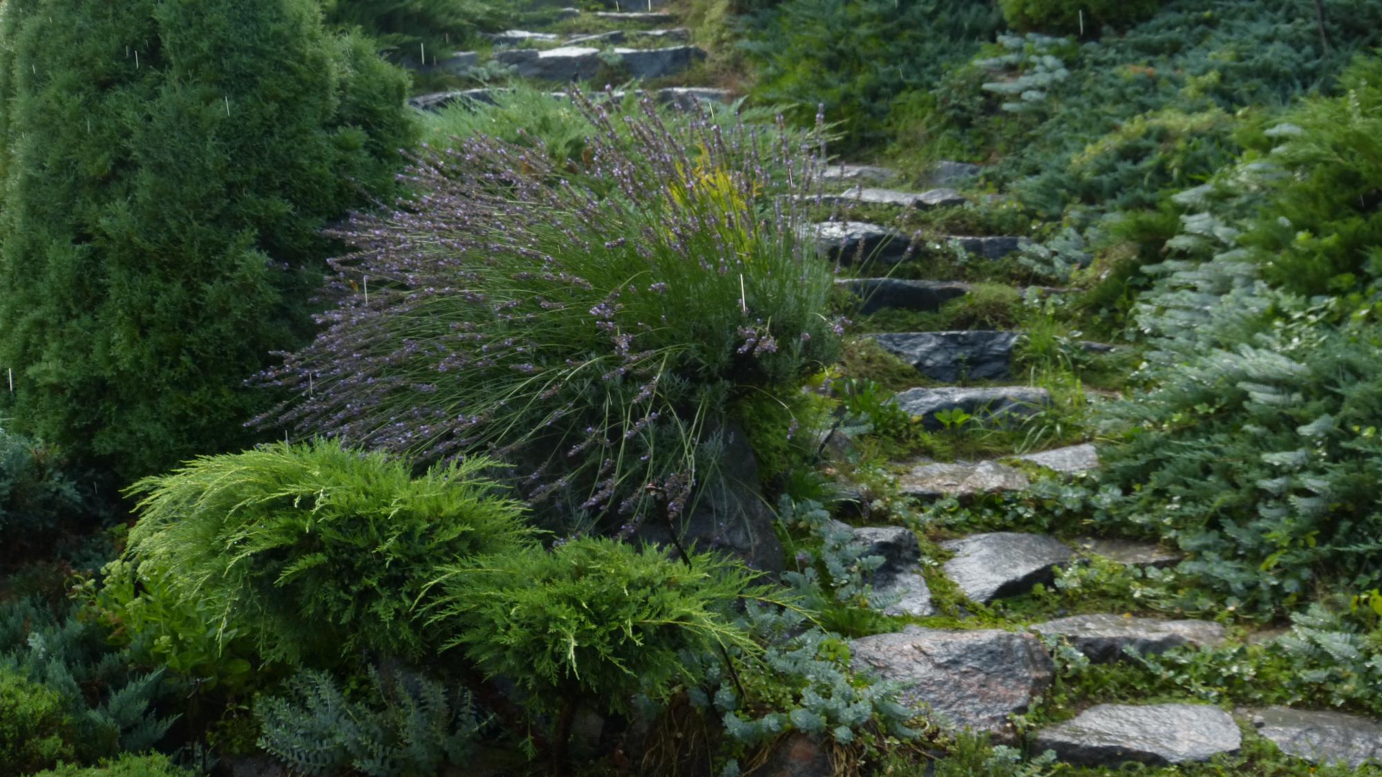 Краса з руїн. Як Сергій Горбань перетворив сміттєзвалище на сад прямо у центрі міста