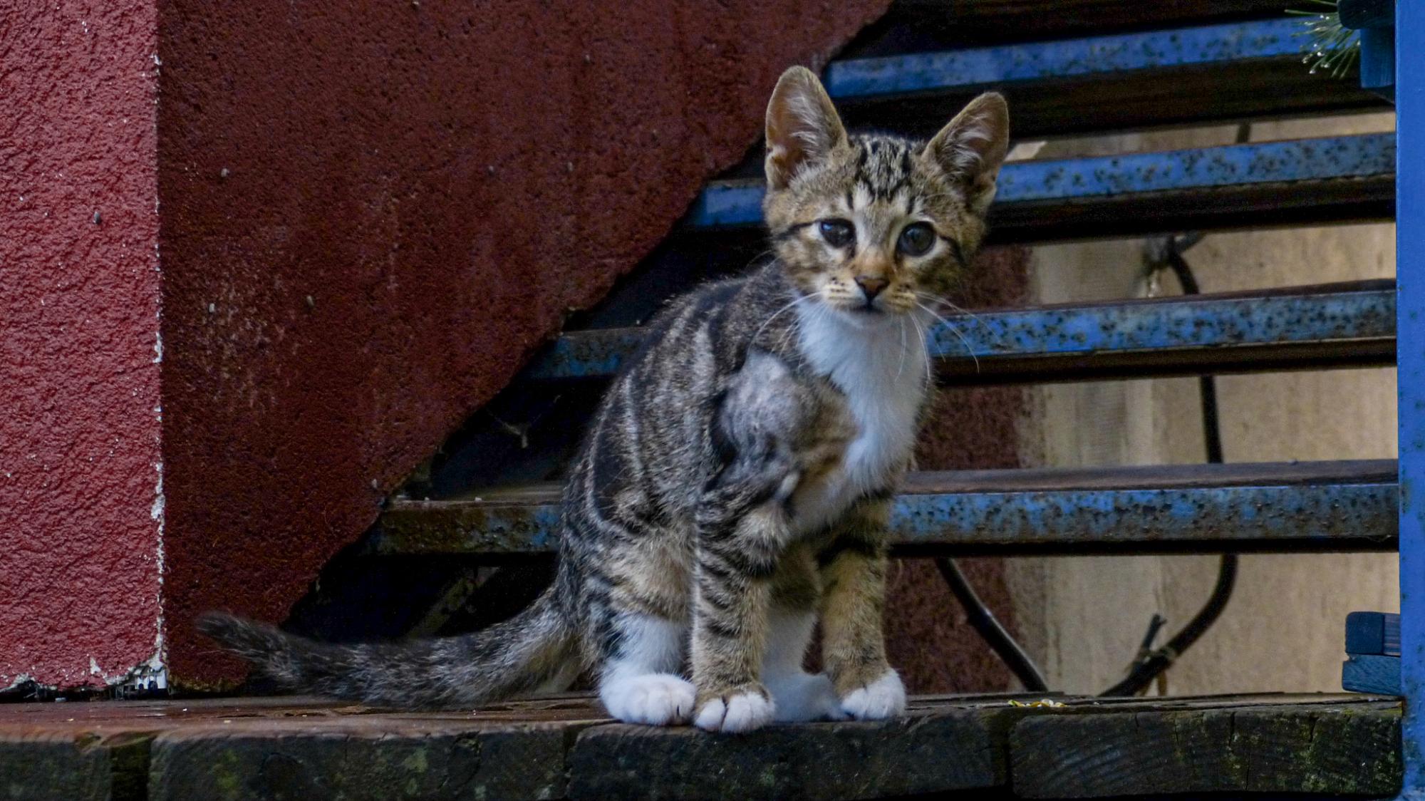 Краса з руїн. Як Сергій Горбань перетворив сміттєзвалище на сад прямо у центрі міста