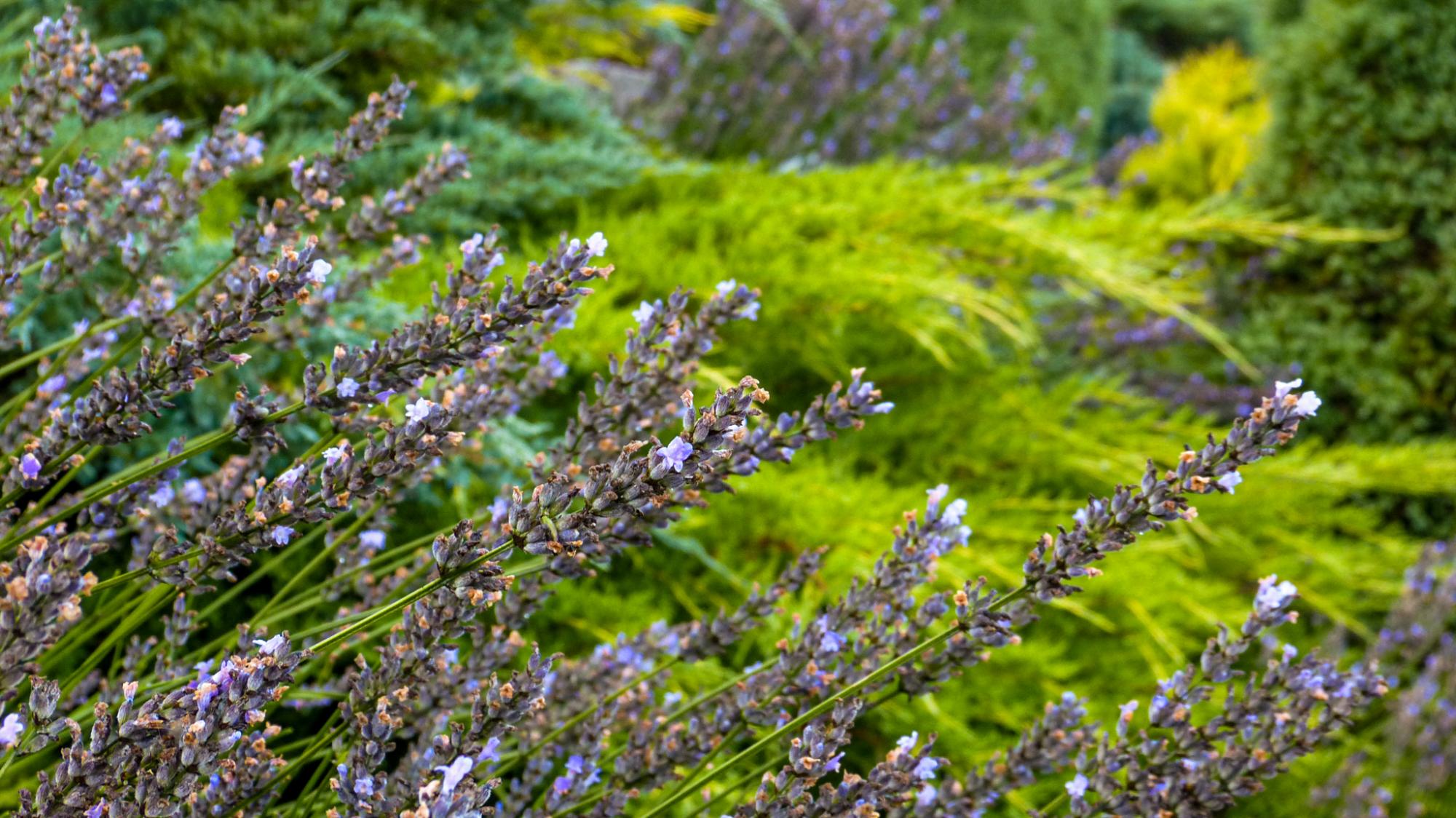 Краса з руїн. Як Сергій Горбань перетворив сміттєзвалище на сад прямо у центрі міста