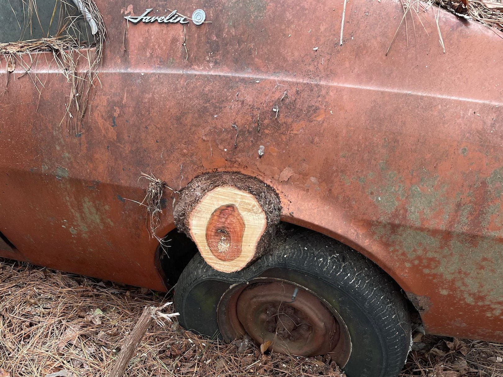 Обнаружен заброшенный автосалон, где сквозь машины проросли деревья