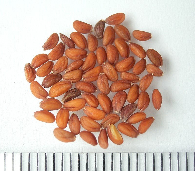 Этот овощ признан самым полезным в мире. Но вы до сих пор не едите его!