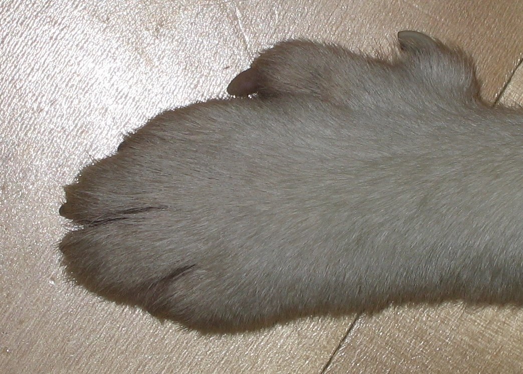 10 найрідкісніших порід собак у світі: навіть не всі кінологи знають про такі