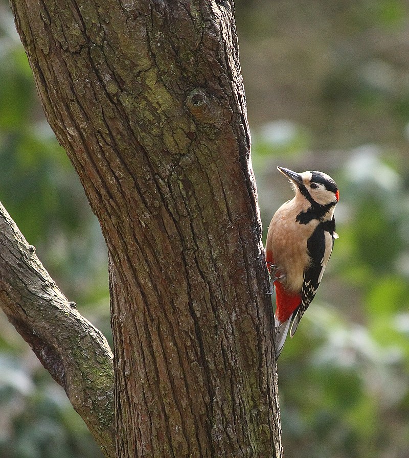 Справжнє диво. Ці тварини порушили усі закони фізики і це рятує їхні життя