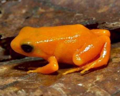 На межі вимирання. 16 тварин, які вже скоро можуть зникнути назавжди