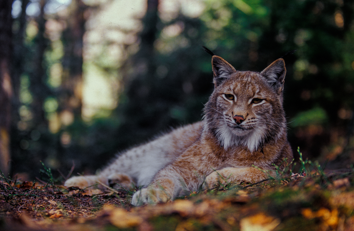Дороги життя: як екологічні коридори допомагають дикій природі – і чому це важливо