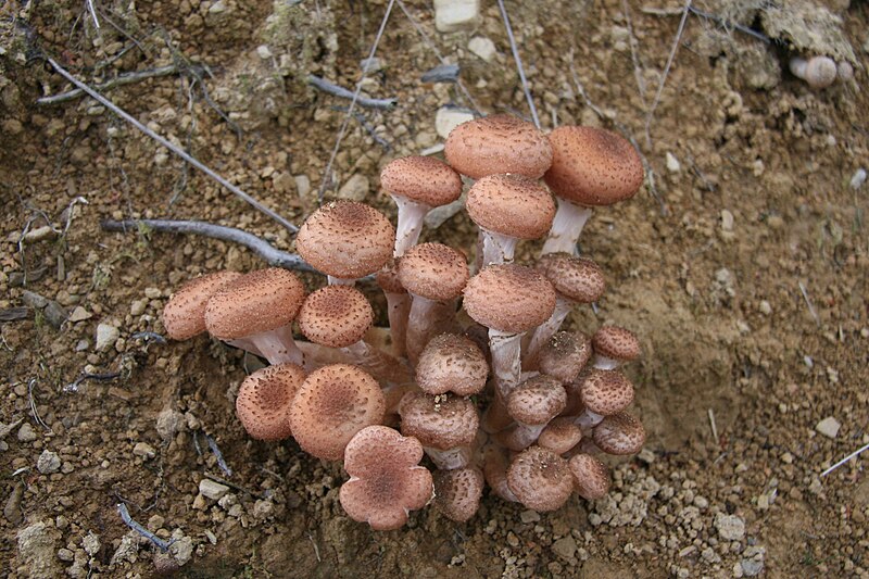 7 забобонів і прикмет про гриби, у які важко повірити