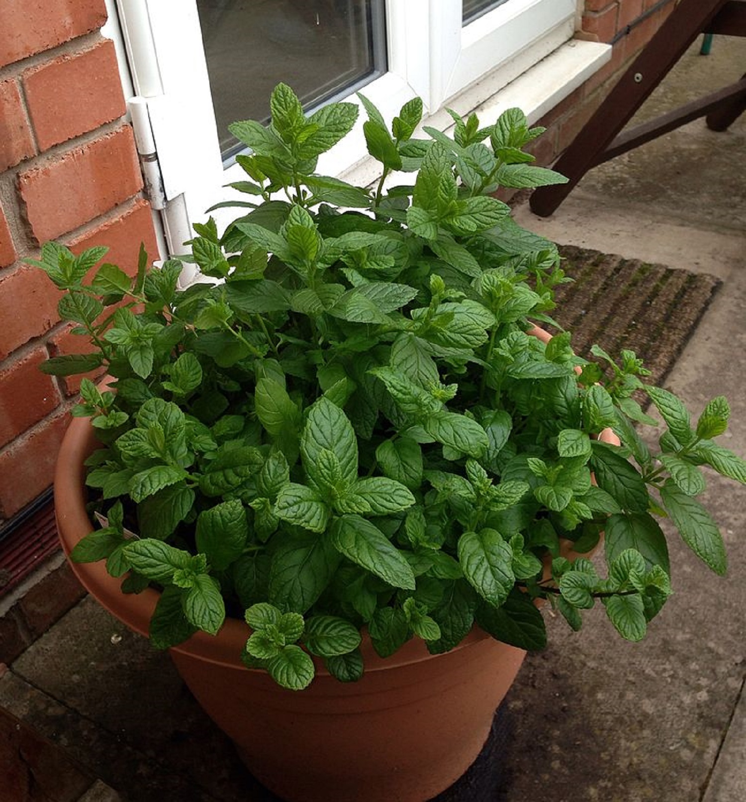 5 целебных растений, украшающих квартиру и лечащих от болезней