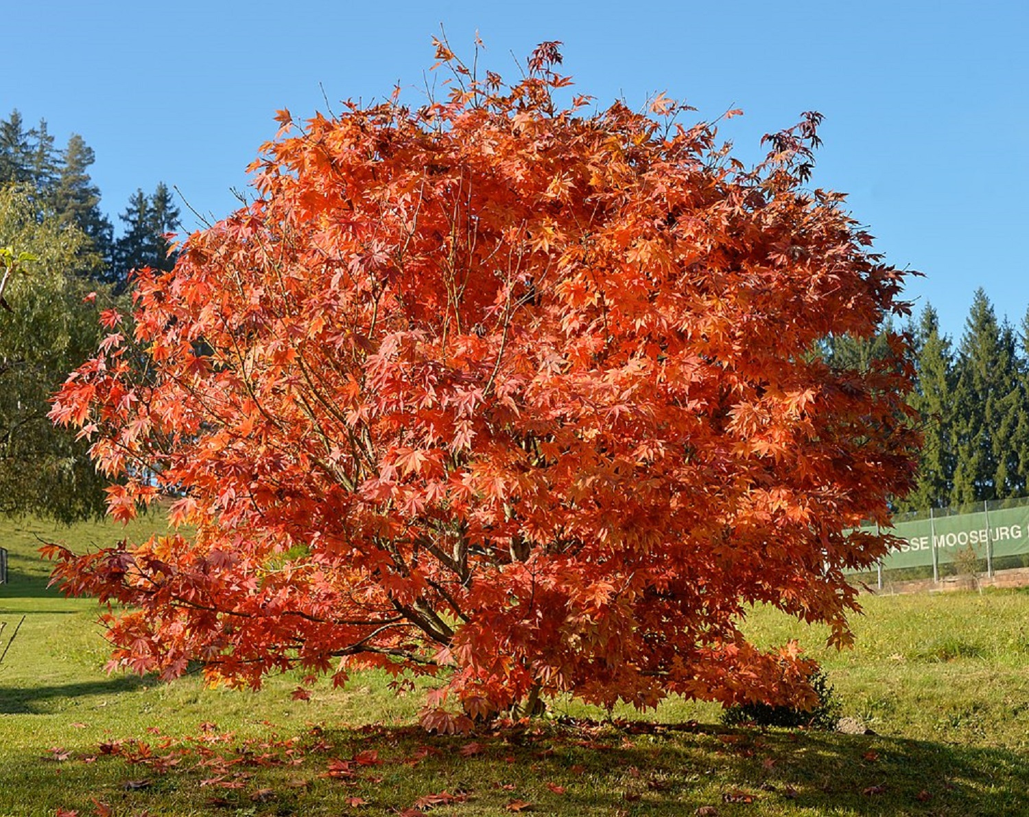 5 декоративних дерев, які прикрасять будь-який двір