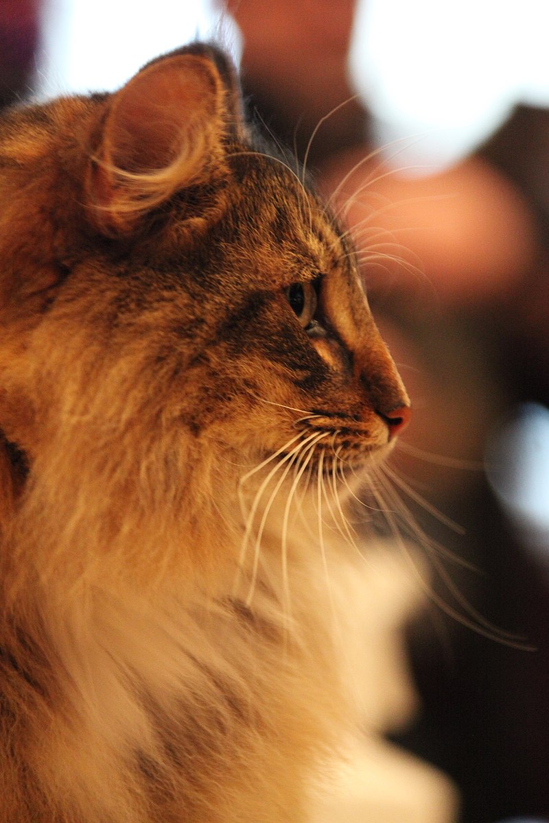 5 фактів про норвезьких лісових кішок