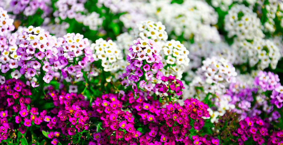 Посадіть ці рослини в березні, і вони будуть квітнути ціле літо: садоводам на замітку (фото)