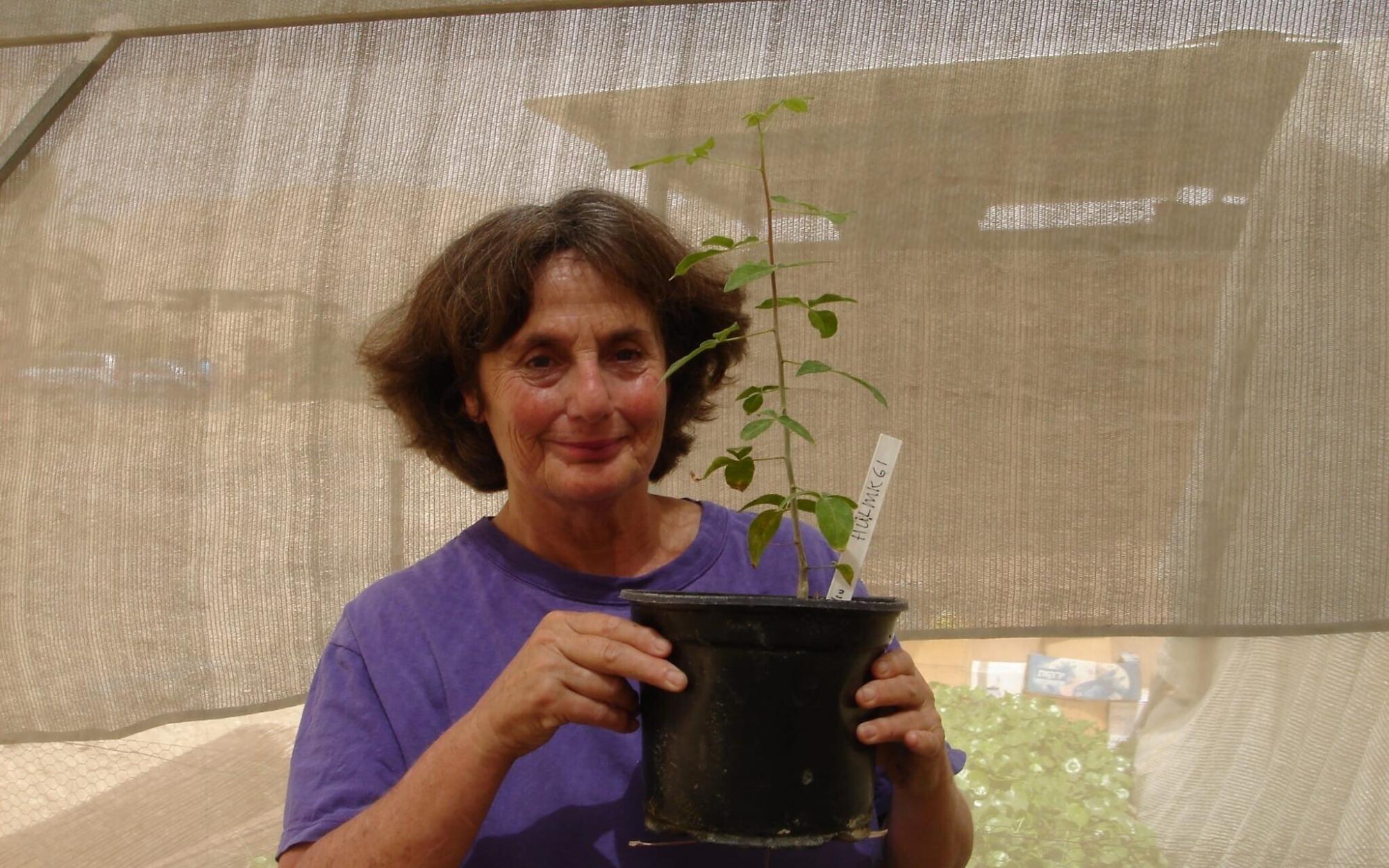 Упоминалось в Библии и было утрачено. Ученая вырастила уникальное дерево Шеба из старинных семян