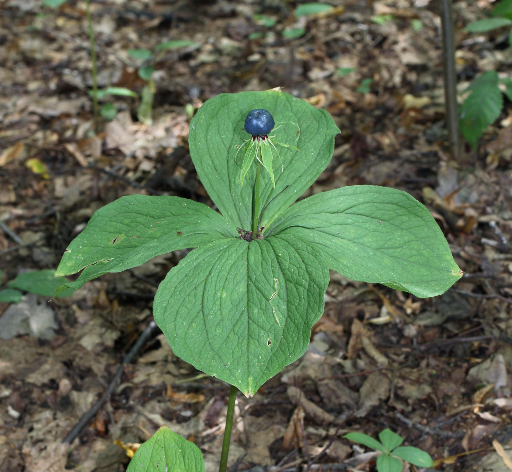 Ці ягоди небезпечні для здоров'я людини: ростуть не тільки у лісах