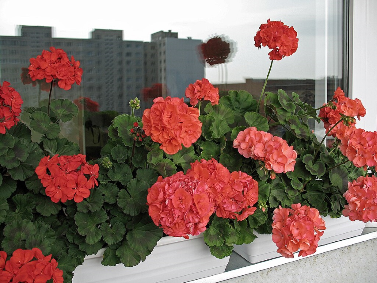 Це краще за будь-яку хімічну обробку: 8 рослин, які відлякують комах