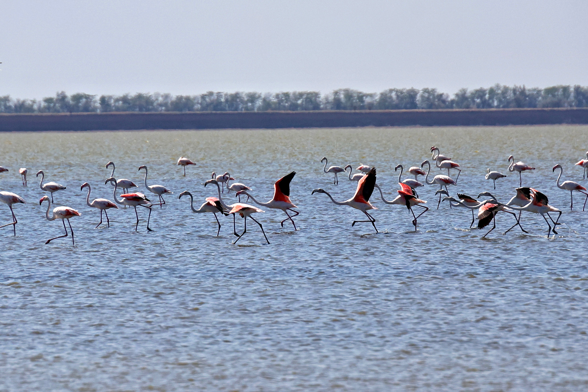 Куда исчезают воробьи, как мстят вороны и почему попугаи матерятся: интервью с орнитологом