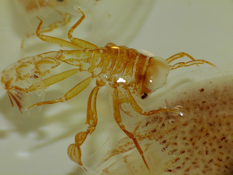 Морские чудовища: 4 животных, в существование которых трудно поверить