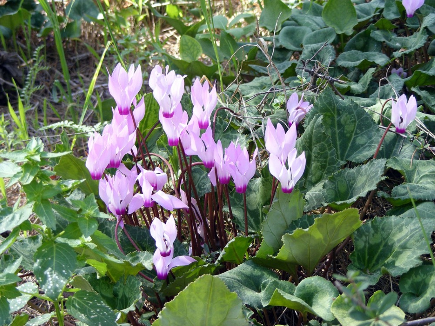 7 кімнатних рослин, які красиво цвітуть круглий рік