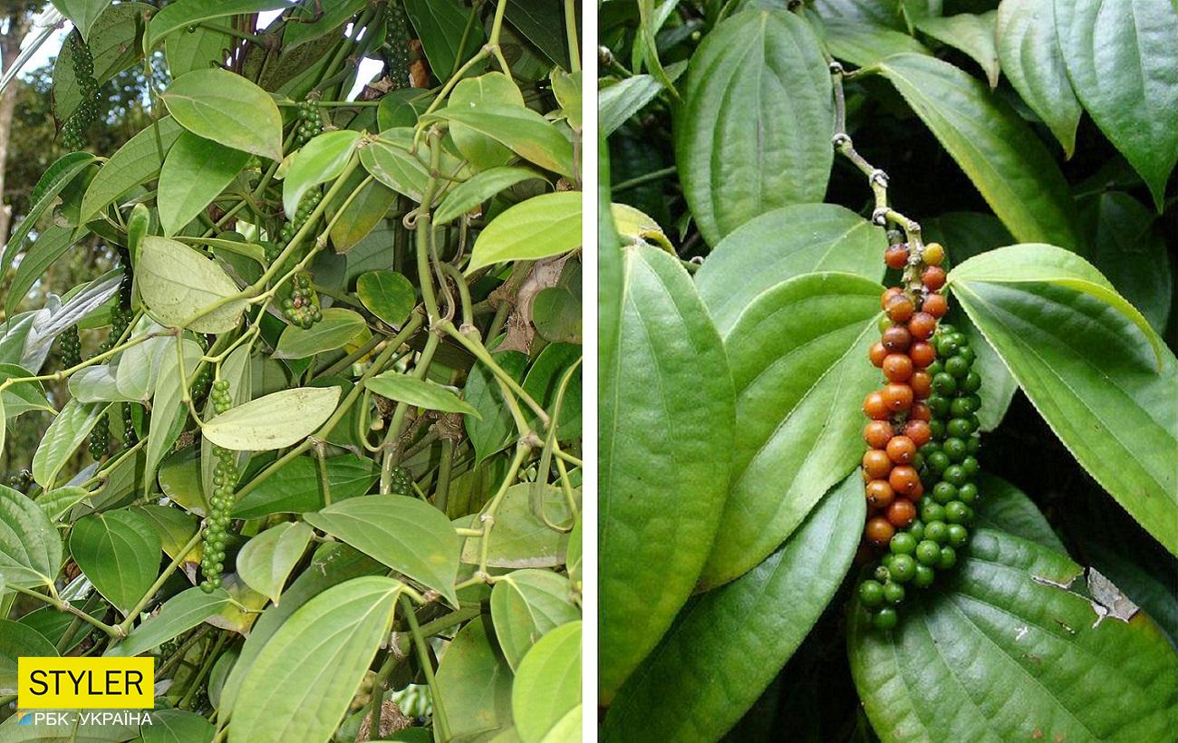 Оказывается, черный перец "горошек" можно вырастить на подоконнике: как это сделать