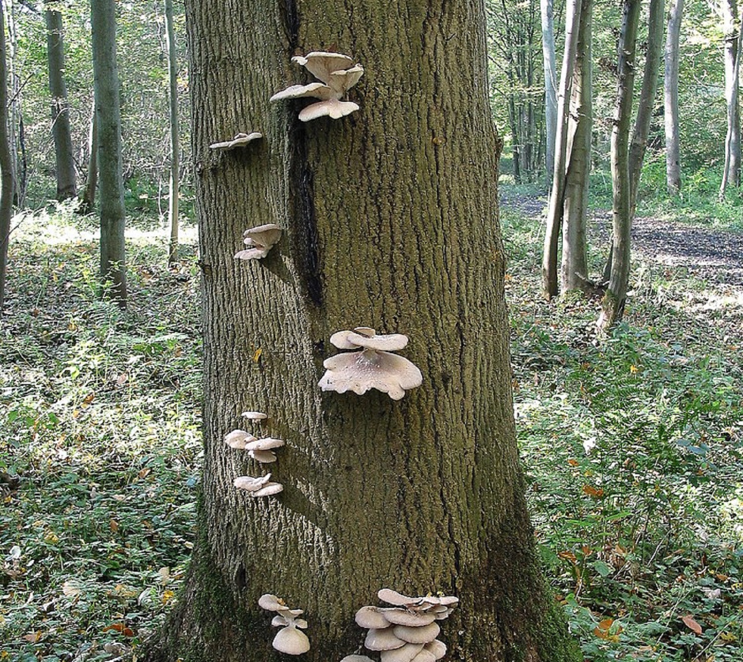 Які гриби у весняному лісі можна збирати відрами: це простіше, ніж ви думаєте