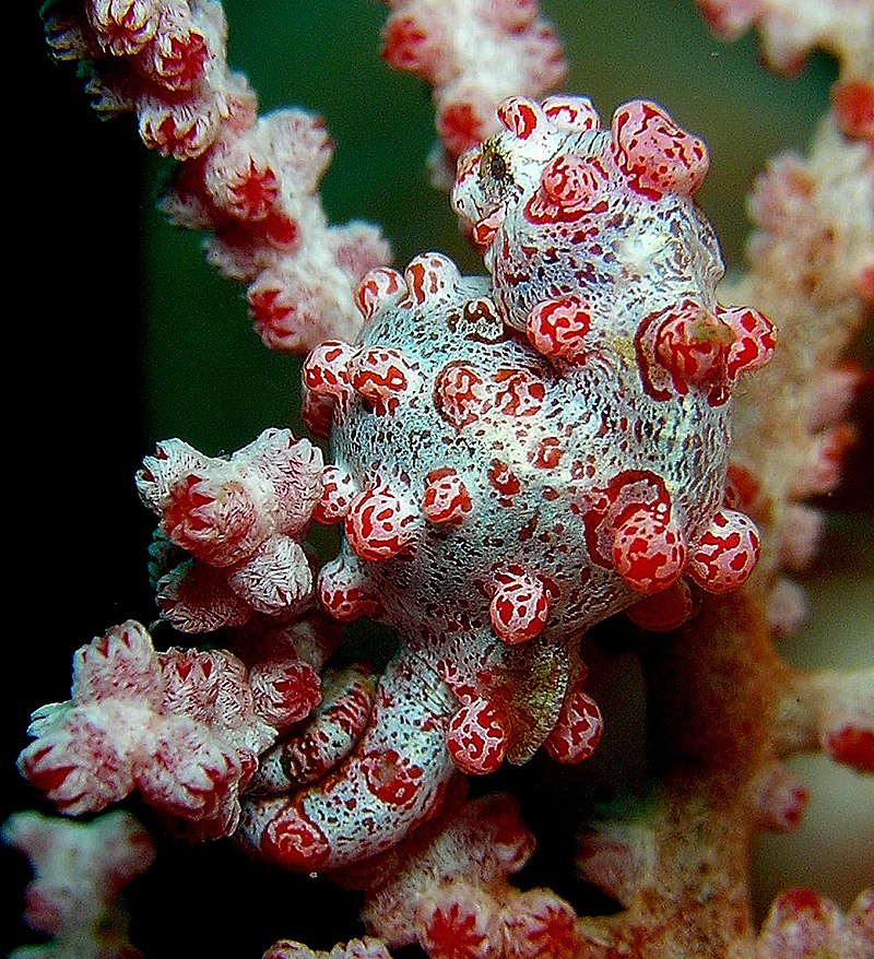 Справжні майстри маскування підводного світу: дізнайтеся, хто вони