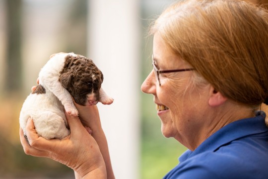 Смотрите, как выглядят новорожденные щенки редчайшей породы собак в мире