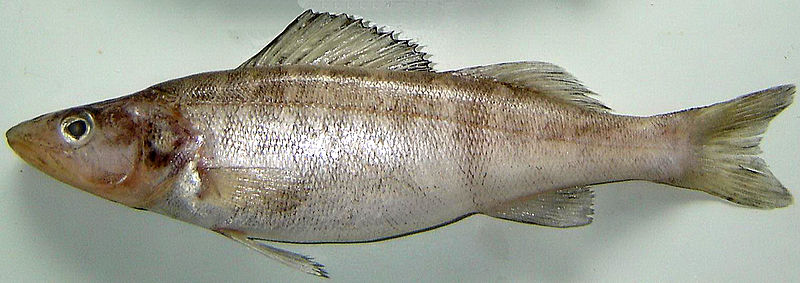 Окупована "Асканія-Нова" 7 разів масштабно горіла. Яка зараз ситуація у заповіднику (фото і відео)