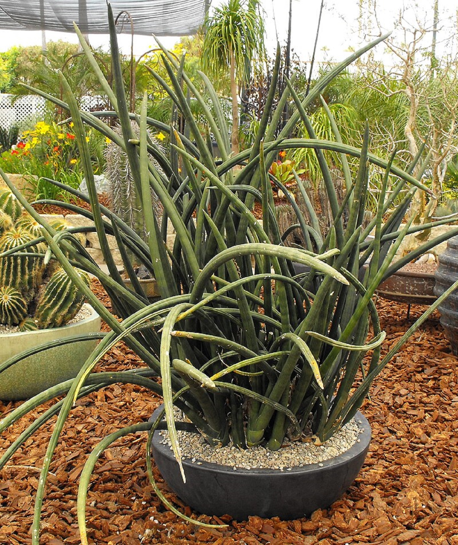 Екзотичні квіти для дому: як виростити кімнатний сад із рослинами з усього світу